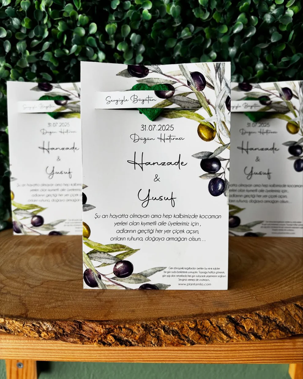 Plantamila - Zeytin Detaylı Tohum Kartı