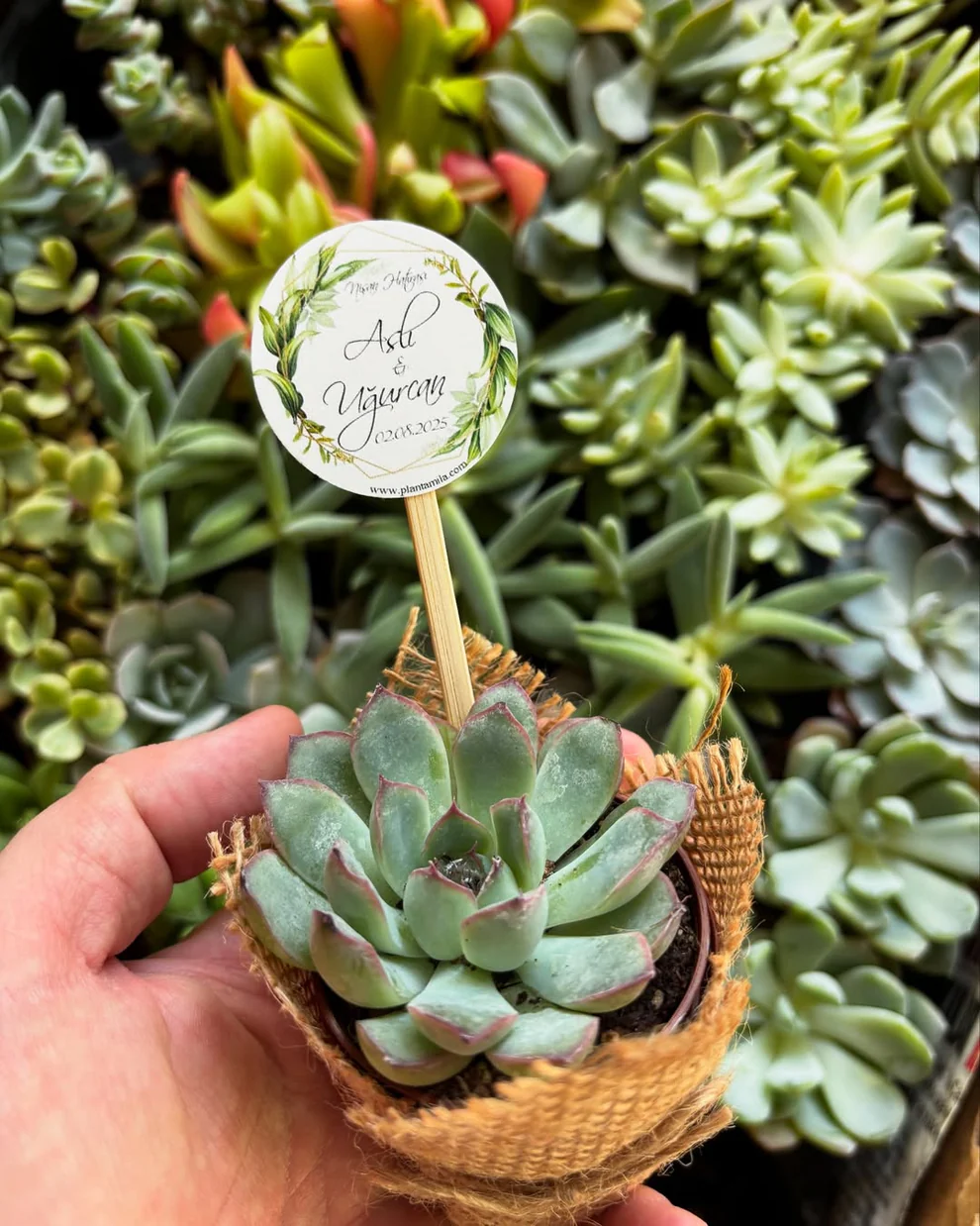 Plantamila - El Yazısı ve Yaprak Etiket Detaylı Sukulent