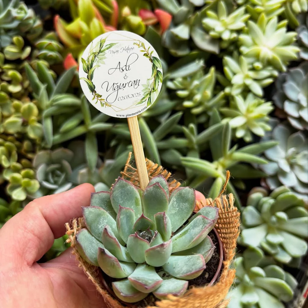 Plantamila - El Yazısı ve Yaprak Etiket Detaylı Sukulent