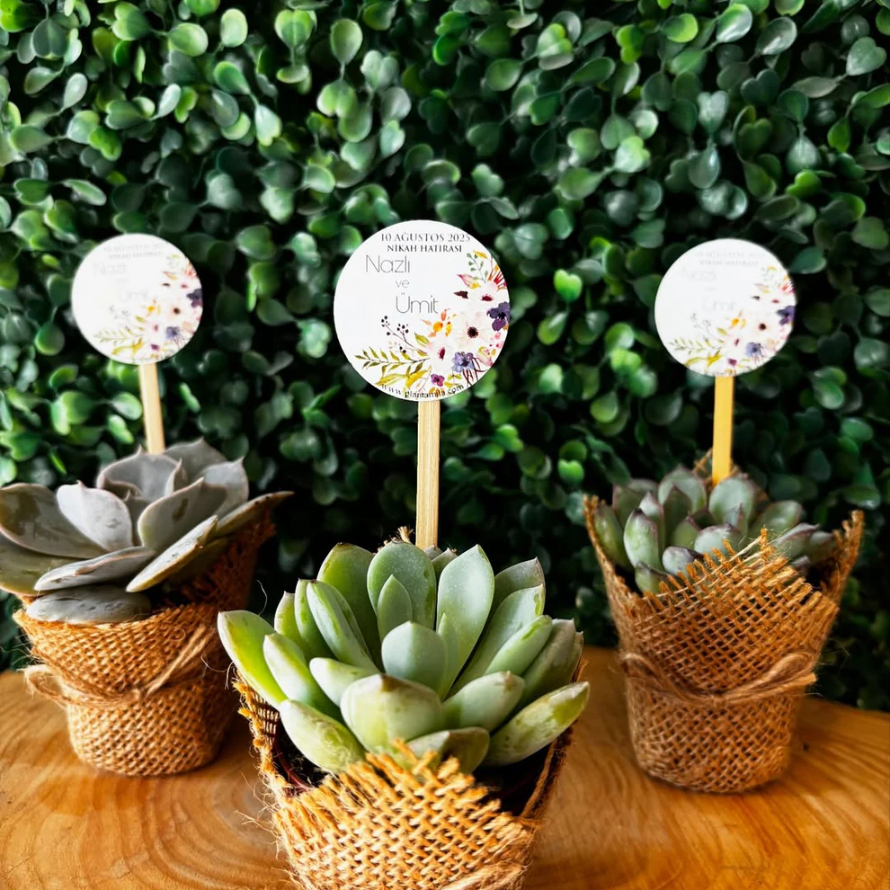 Plantamila - Renkli Çiçek Etiketli Sukulent