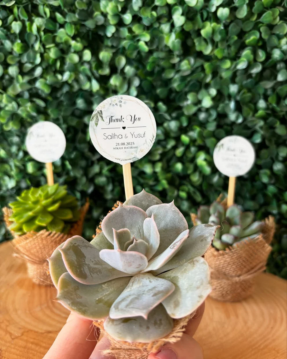 Plantamila - "Thank You" Yazılı Etiketli Sukulent