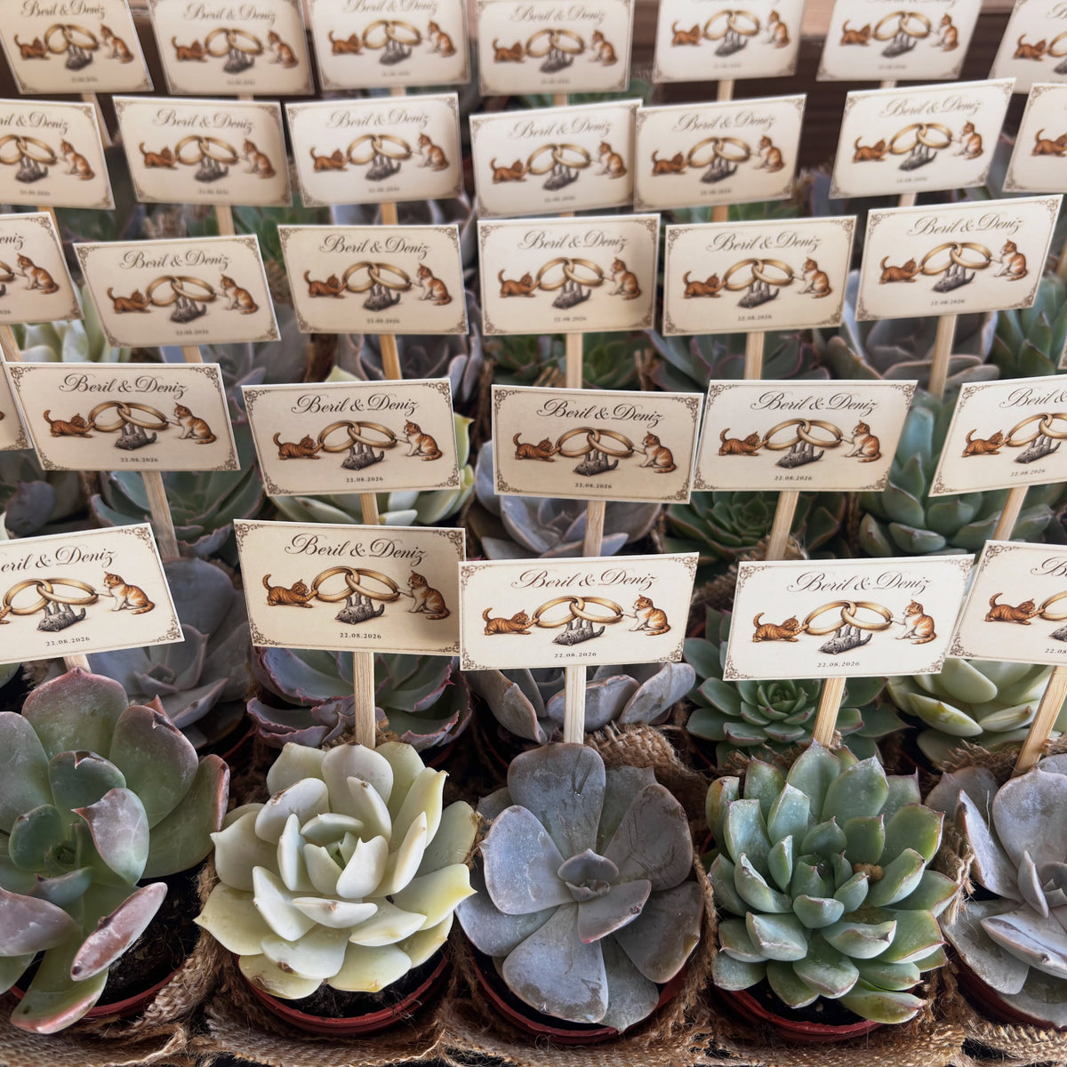 Plantamila - Kedili Etiket Detaylı Hediyelik Sukulent