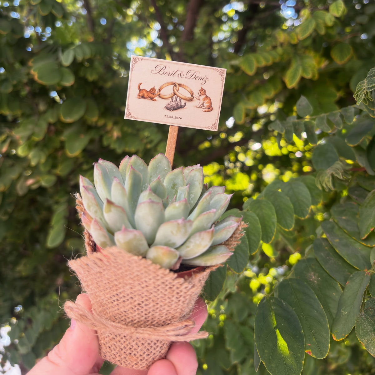 Plantamila - Kedili Etiket Detaylı Hediyelik Sukulent