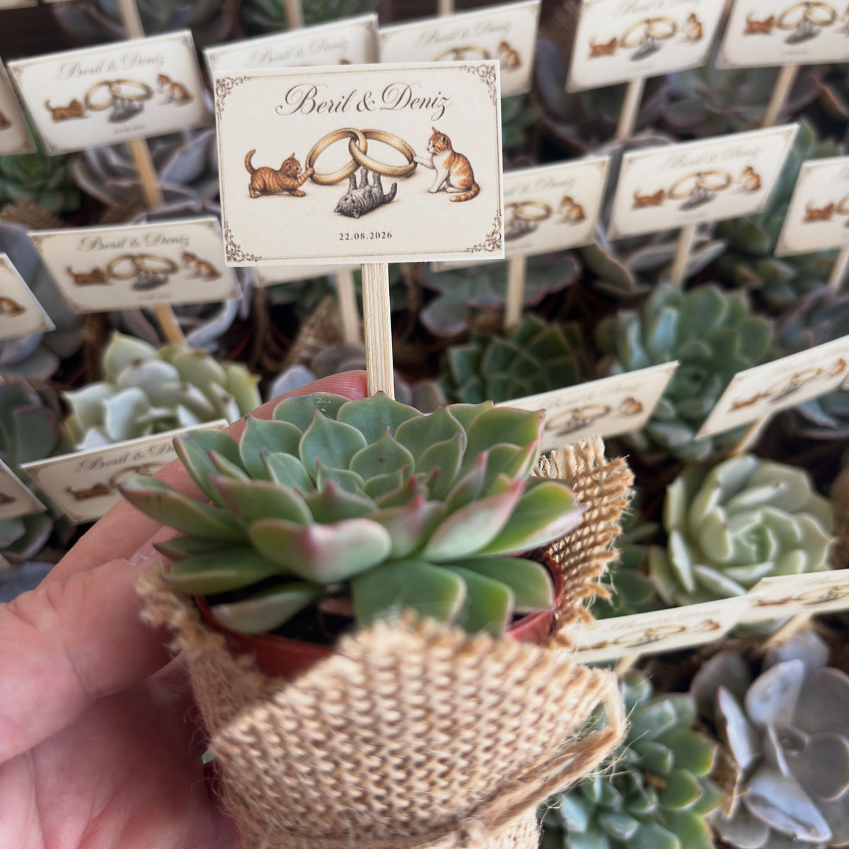 Plantamila - Kedili Etiket Detaylı Hediyelik Sukulent