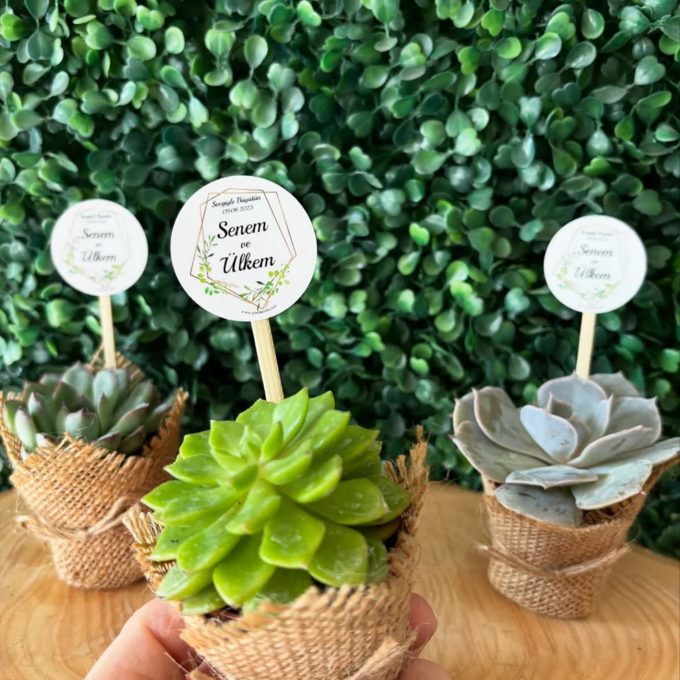 Plantamila - Minimal Çerçeve ve Yaprak Etiketli Sukulent