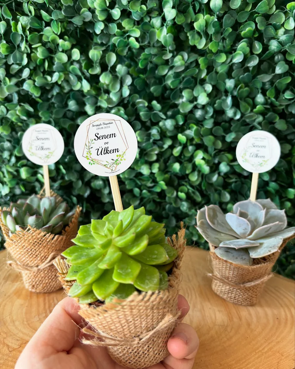 Plantamila - Minimal Çerçeve ve Yaprak Etiketli Sukulent