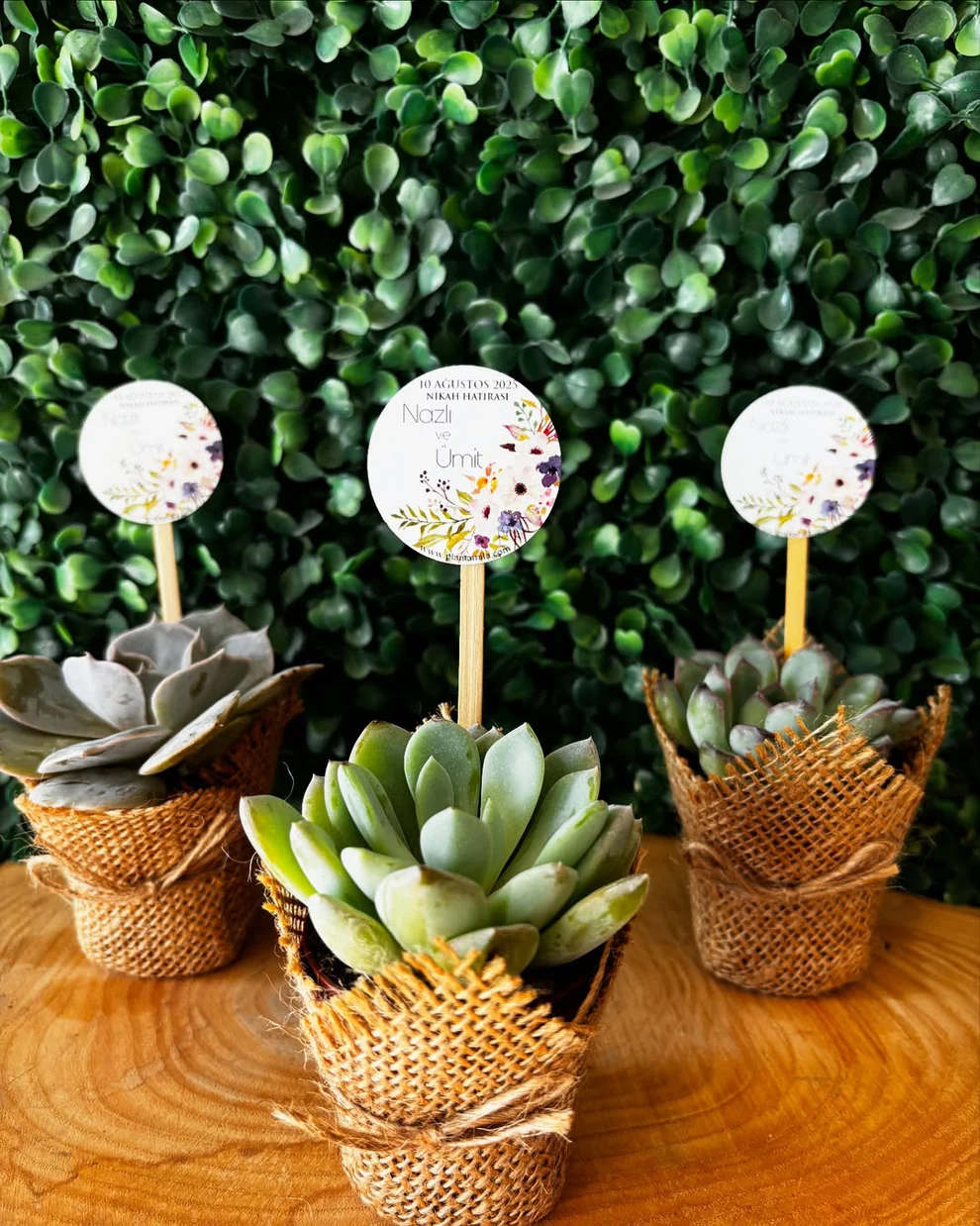 Plantamila - Renkli Çiçek Etiketli Sukulent