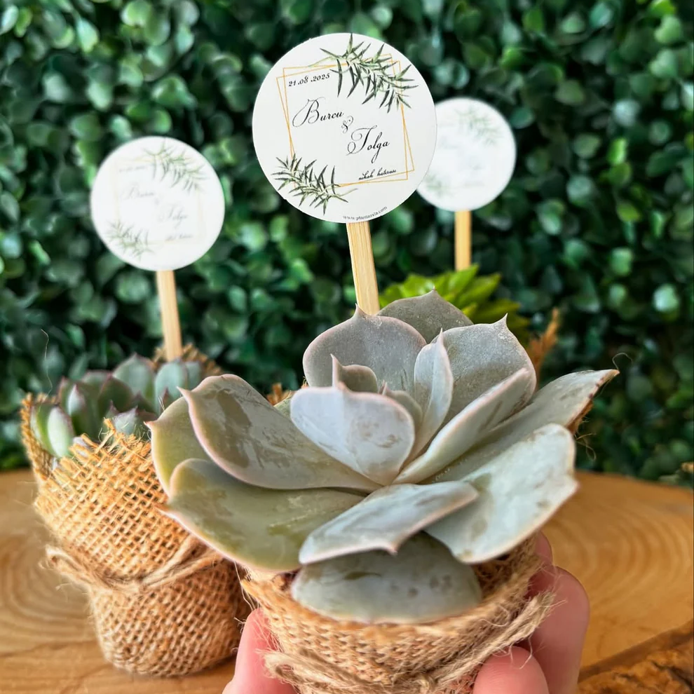 Plantamila - Kare Yapraklı Etiket Detaylı Sukulent