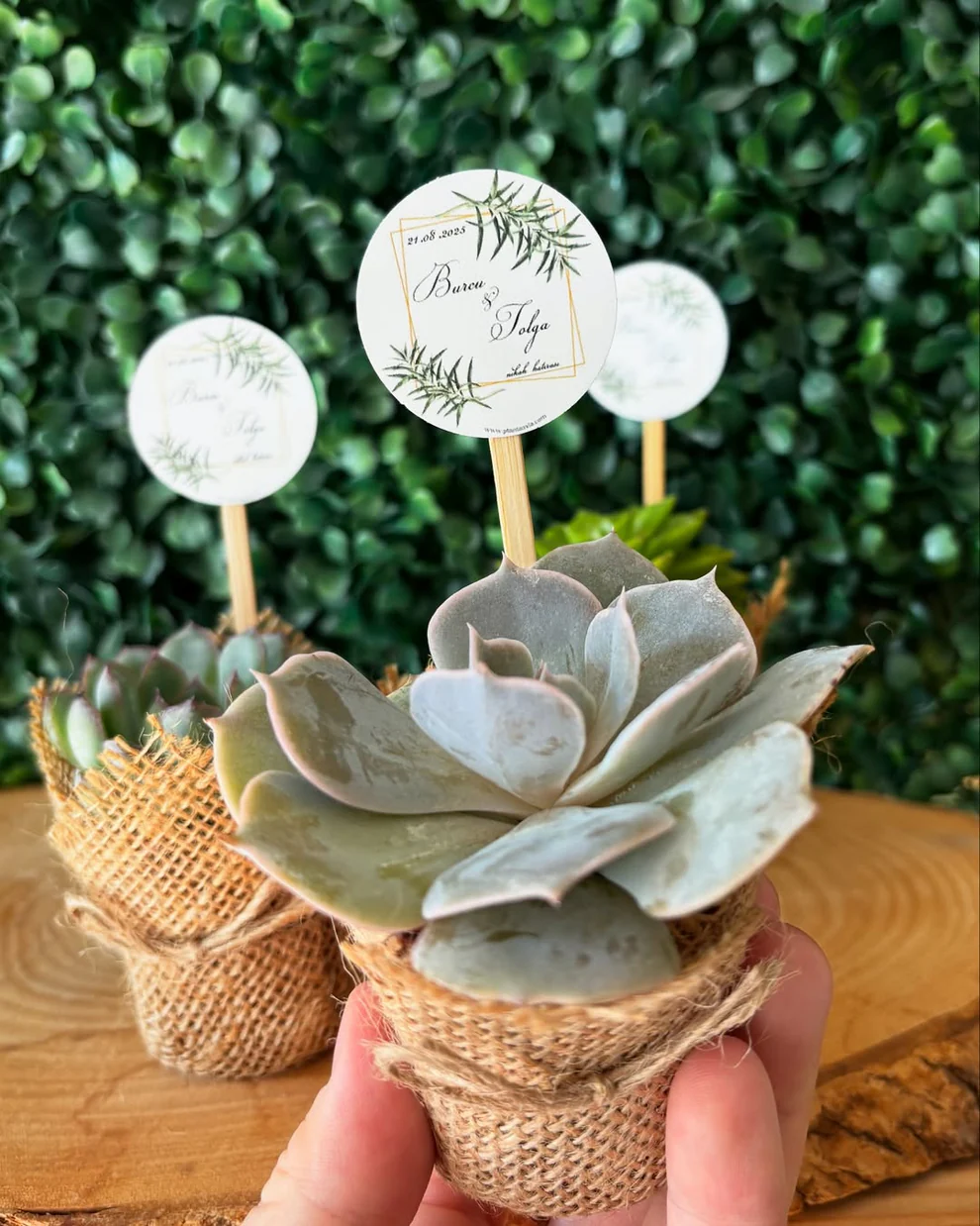 Plantamila - Kare Yapraklı Etiket Detaylı Sukulent