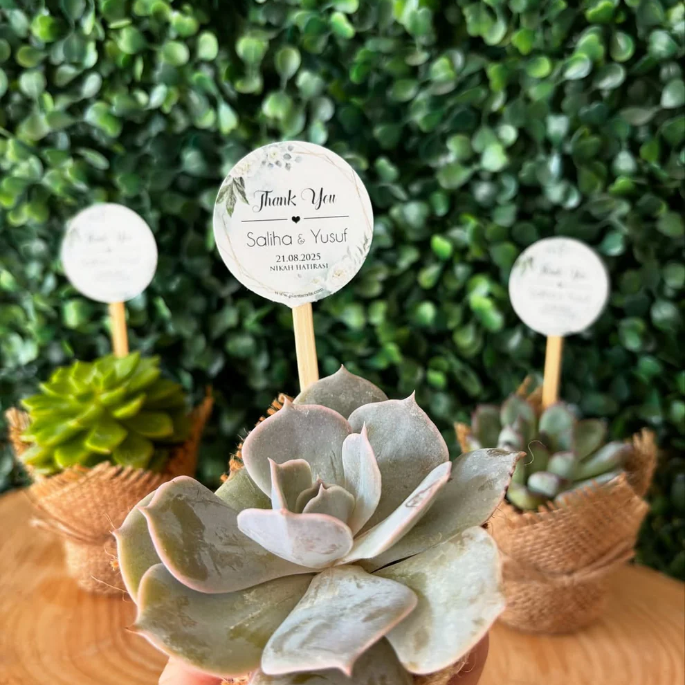Plantamila - "Thank You" Yazılı Etiketli Sukulent