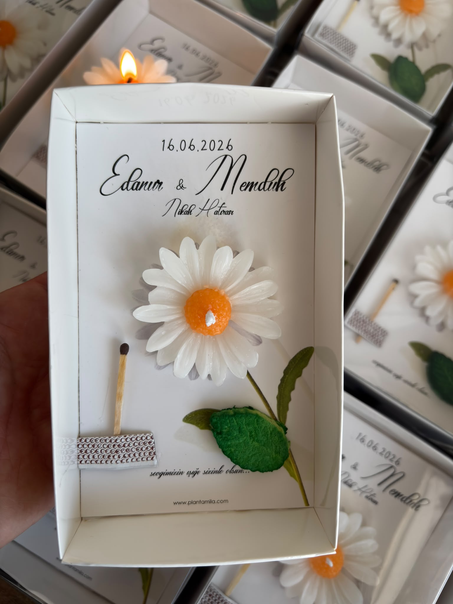 Plantamila - Beyaz Papatya Mumlu ve Yaprak Tohumlu Hediyelik Seti