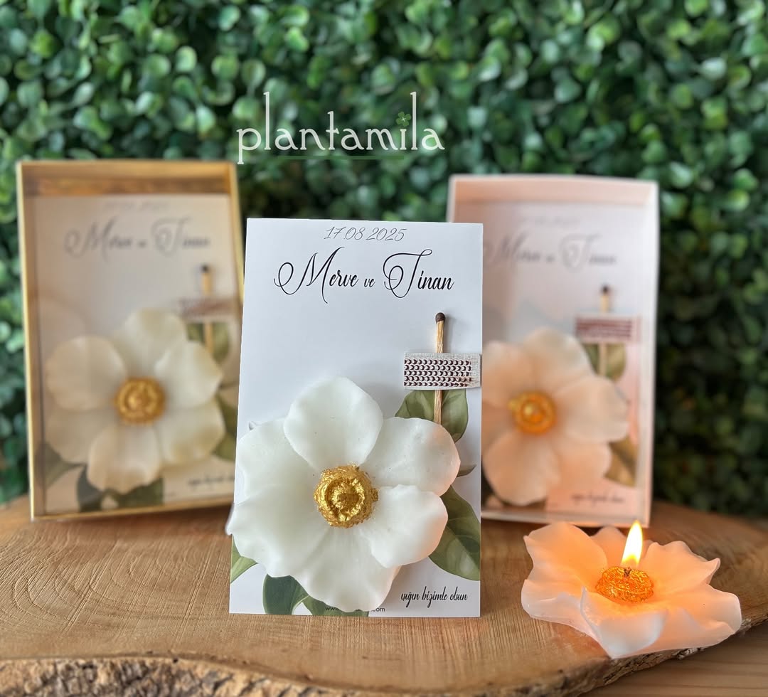 Plantamila - Mum Nikah, Nişan & Kına Hediyelik